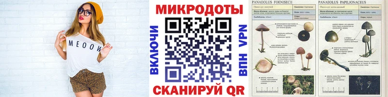 как найти закладки  Кондопога  Псилоцибиновые грибы Psilocybine cubensis 